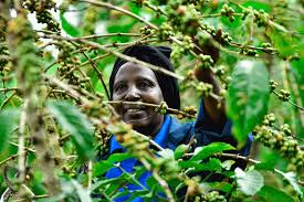 Privacy concerns emerge over coffee farmers’ data collection for EU exports